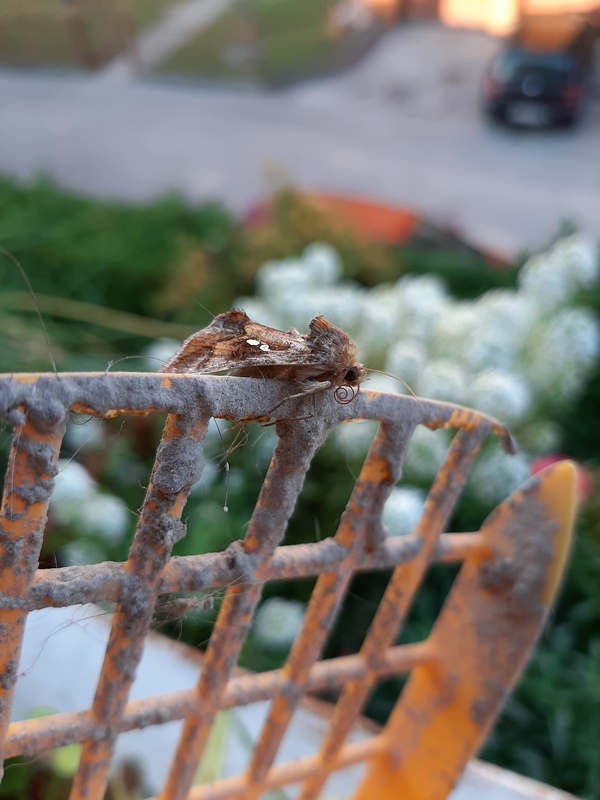 Falena acciaccata da ID: Chrysodeixis chalcites  - Noctuidae